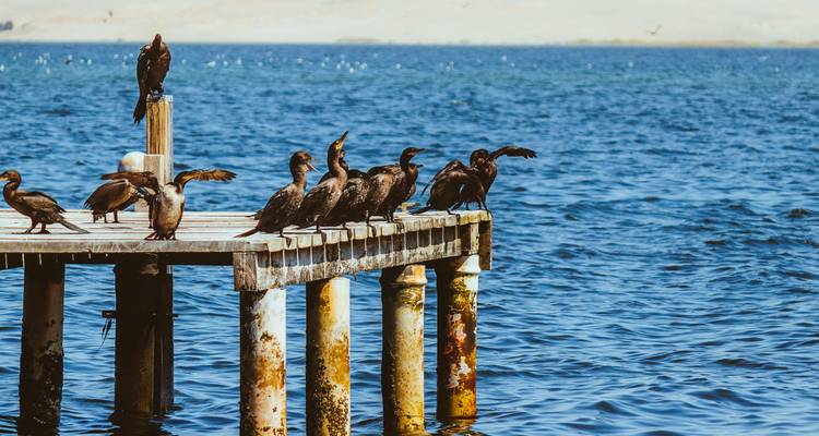Les cormorans se perchent sur une jetée en bois usée au-dessus d'une eau bleu profond.
