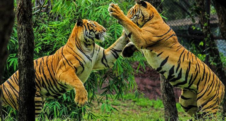 Deux tigres du Bengale se dressent sur leurs pattes arrière dans un combat ludique intense au milieu d'un feuillage de bambou vert.