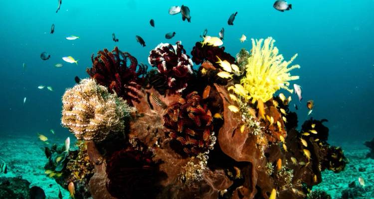 Un récif corallien coloré regorgeant d'une vie marine diversifiée sous une eau bleu clair.