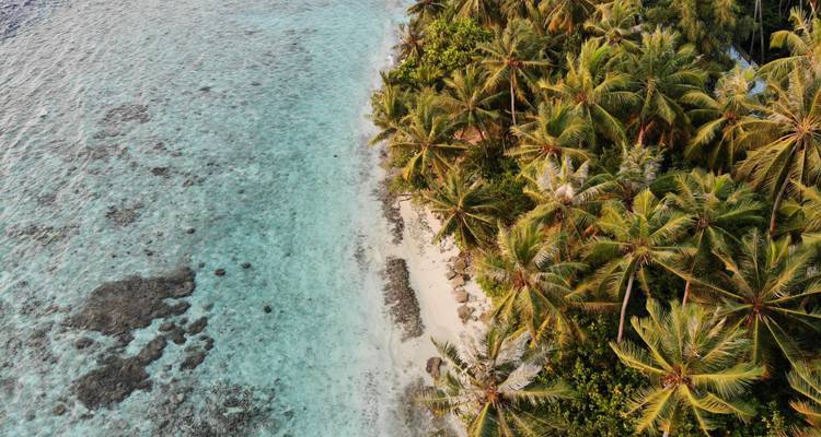 Littoral aérien de palmeraies denses et de sable blanc se fondant dans un lagon turquoise cristallin aux Maldives.