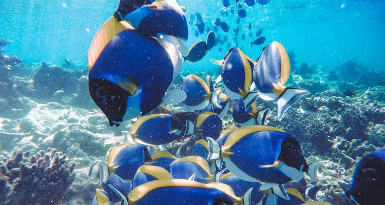 École de poissons de récif aux couleurs vives nageant au-dessus du corail dans une eau cristalline des Maldives.