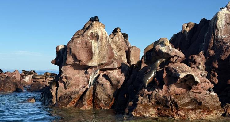 Les otaries se prélassent sur des rochers rouges escarpés émergeant de la mer bleu clair.