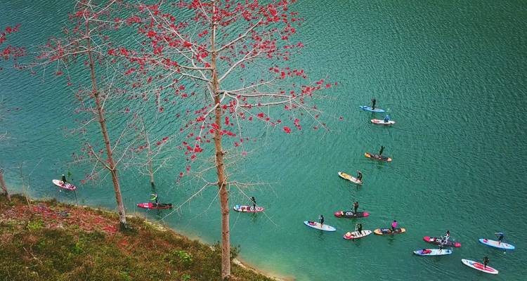Vista aérea de personas haciendo stand-up paddle en aguas de lago color turquesa junto a un árbol con flores rojo brillante.