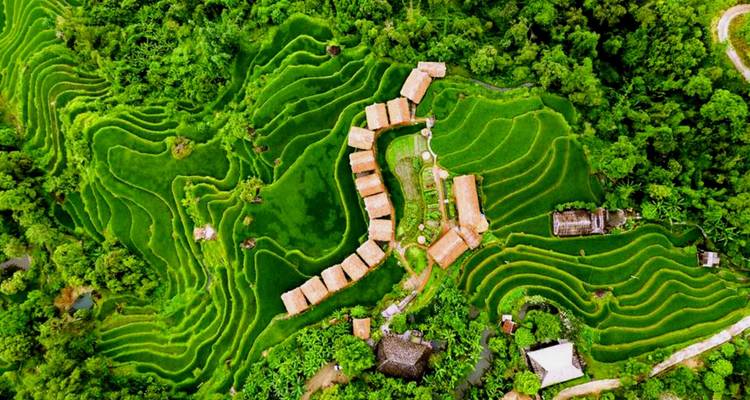 Toma aérea desde el drone mirando hacia abajo de arrozales verde brillante rodeando un pequeño pueblo de casas con techo de tejas