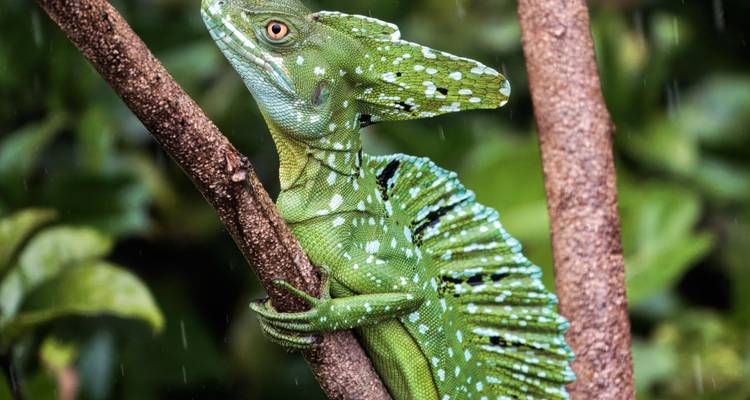Gros plan d'un lézard basilic vert éclatant s'accrochant à une branche au milieu du feuillage de la forêt tropicale.