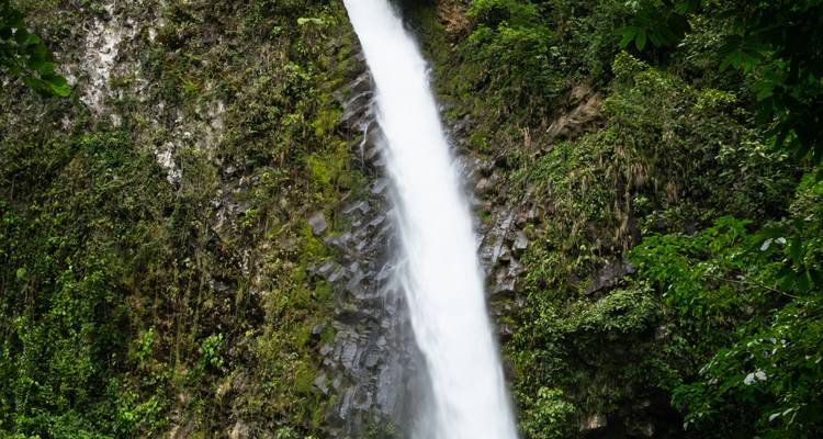 Haute et étroite cascade se précipitant le long d'une falaise luxuriante et mousseuse dans la jungle.