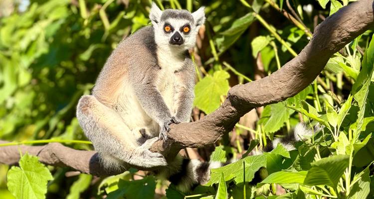 Le lémur aux anneaux caudaux avec ses yeux orange vif se balance sur une branche au milieu d'un feuillage luxuriant.