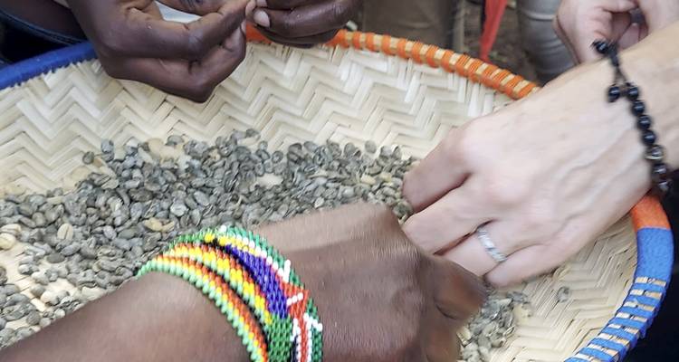 Close-up of several hands sorting green coffee beans in a woven basket.