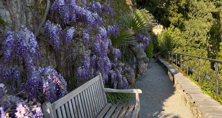Banc en bois à côté d'un sentier en pierre recouvert de glycine violette en fleur avec de la verdure autour.