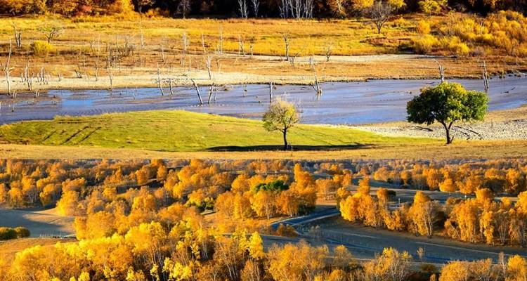 Paysage automnal en couches avec zones humides, arbres isolés et feuillage doré sous une lumière douce.