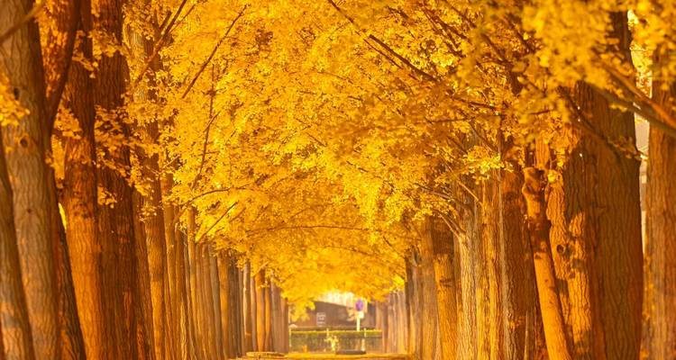Tunnel doré de ginkgos formant une voûte naturelle au-dessus d'un sentier tranquille.
