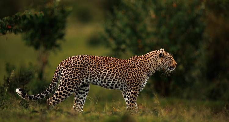 Perfil lateral nítido de un leopardo caminando a través de la vegetación verde de la sabana con un fondo oscuro y borroso.