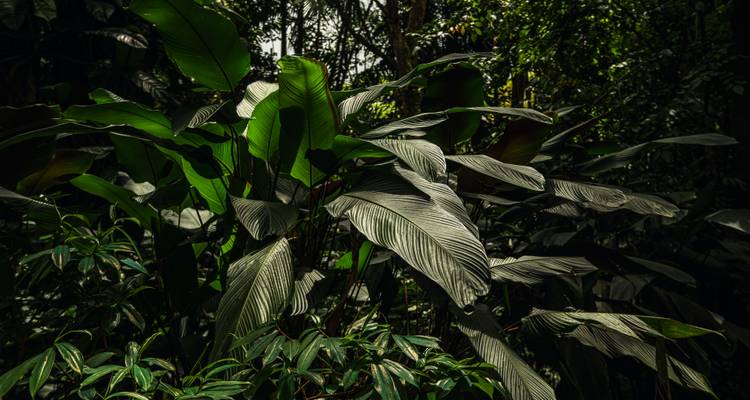 Primer plano de hojas tropicales anchas que muestran luz y sombra dramáticas en la selva.