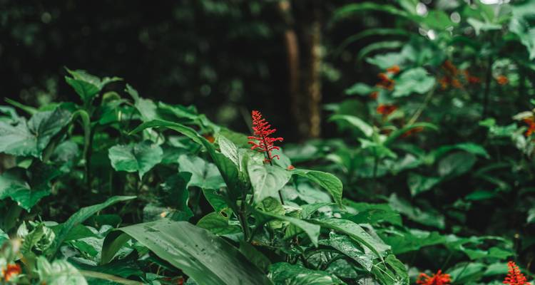 Primer plano de una flor tropical roja vibrante rodeada de exuberante follaje de la selva tropical.
