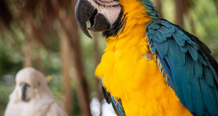 Guacamayo azul y amarillo de colores brillantes en enfoque nítido con una cacatúa blanca desenfocada al fondo.
