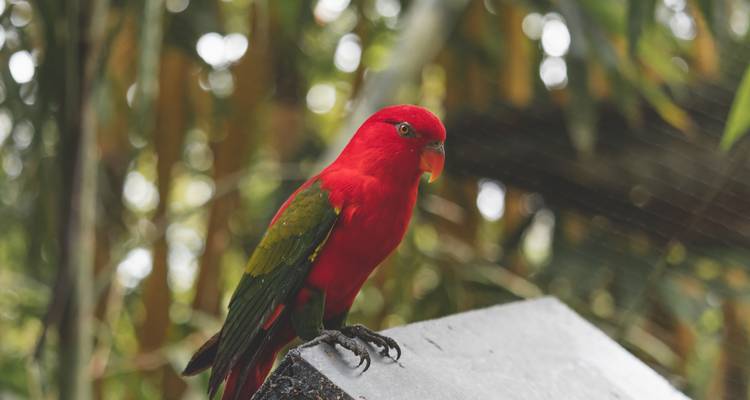 Loro rojo y verde brillante posado en una superficie de madera con fondo de selva desenfocado.