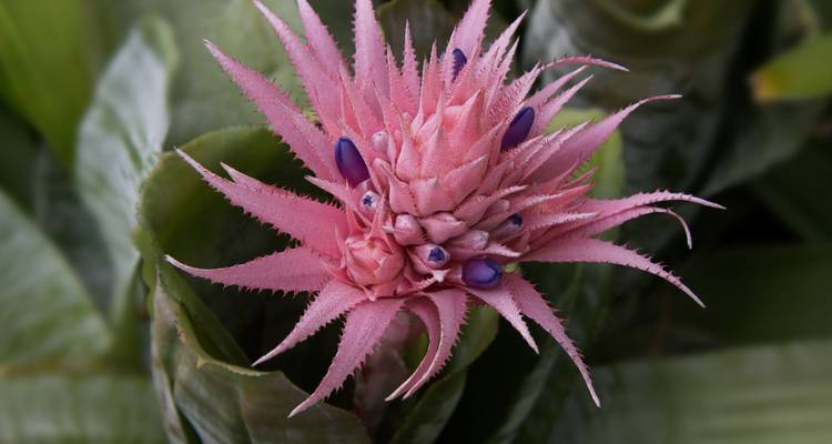 Macro shot de una flor de bromelia rosa con brotes morados contra hojas verdes.