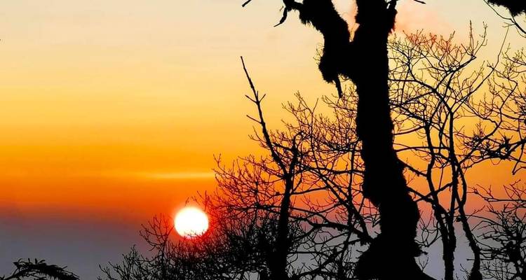 Coucher de soleil d'un orange éclatant avec des silhouettes d'arbres nus encadrant le soleil couchant à l'horizon