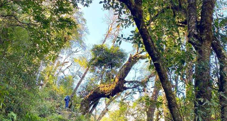 Forêt dense et verdoyante avec la lumière du soleil filtrant à travers de grands arbres où un randoneur solitaire gravit un sentier étroit.
