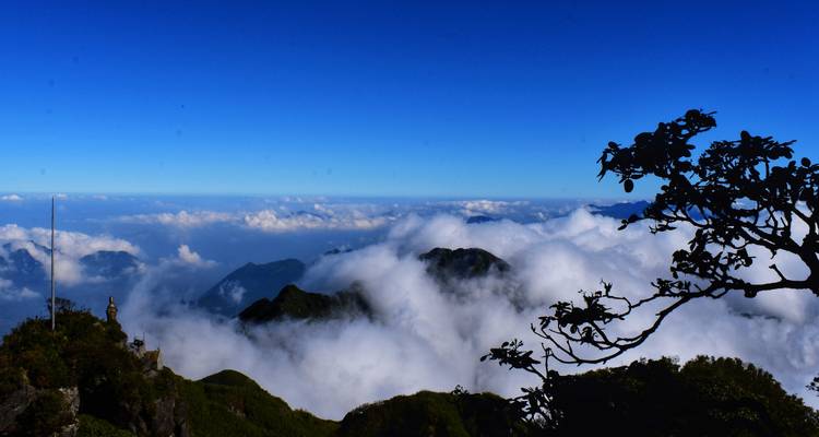 Vue panoramique des sommets montagneux perçant une mer de nuages sous un ciel bleu profond, encadrée par une silhouette d'arbre.