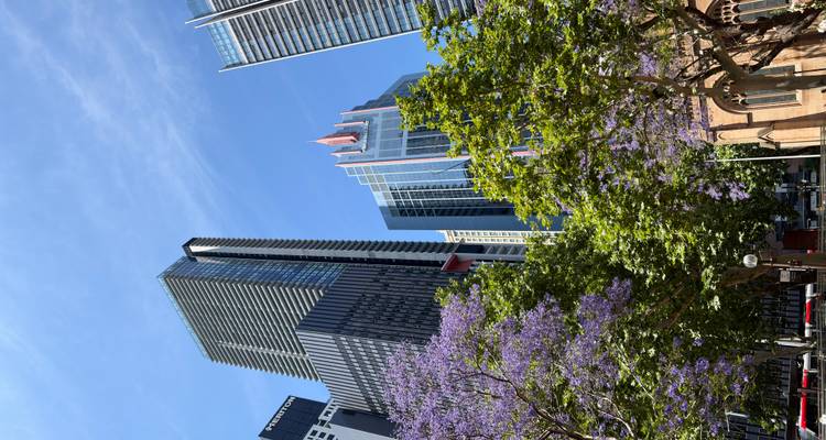 Los árboles de jacarandá florecen bajo los rascacielos modernos que se elevan en el CBD de Sídney.