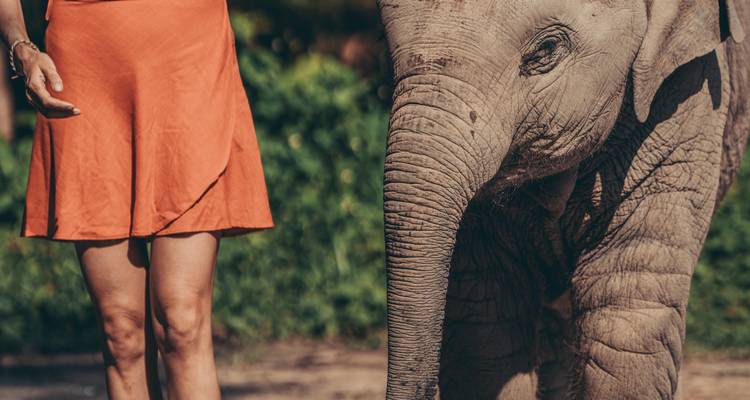 Close-up of a baby elephant walking beside a woman in an orange skirt with greenery in the background.