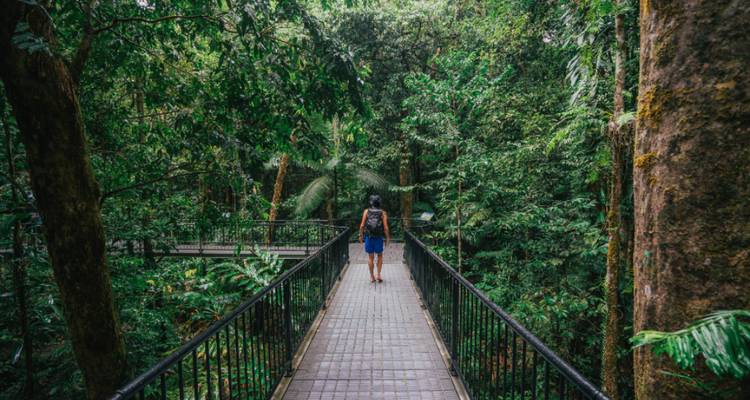 Un voyageur marchant seul sur une passerelle surélevée en forêt tropicale entouré d'un feuillage vert luxuriant et d'arbres imposants.