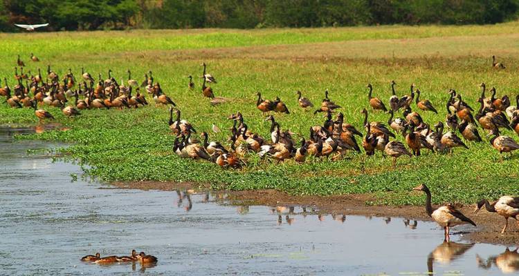 Grote groep magpiegaanden en eendenkuikens verzameld aan de rand van een moerasgebied met ondiepe waterreflecties.