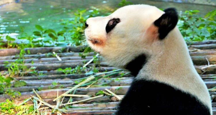 Expreso de Hong Kong a Chengdu: Descubrimiento de China en 9 días - The Dragon Trip 9