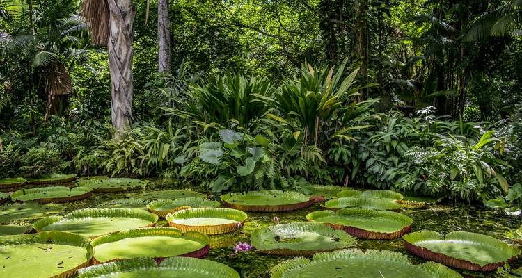 Amazon jungle scene with giant water lilies.