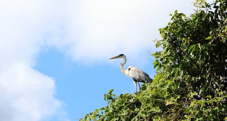 Tropical bird perched on top of a tree.