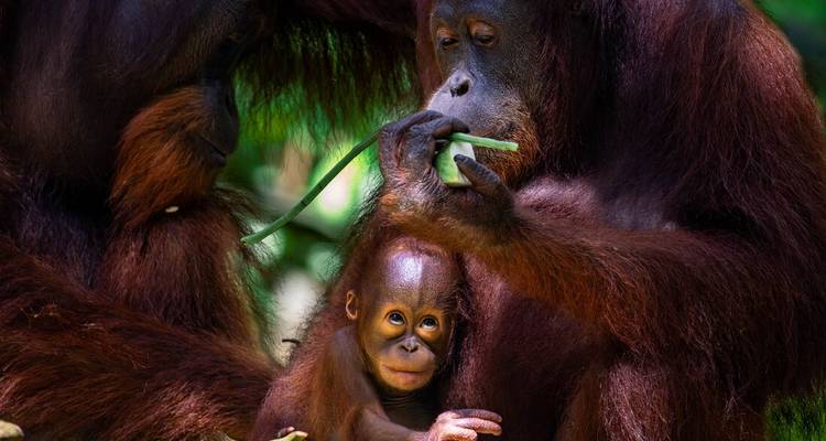 Vacances en famille à Bornéo (10 destinations) - Intrepid Travel 6