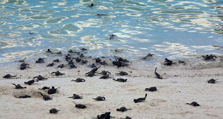 Vacances en famille à Bornéo (10 destinations) - Intrepid Travel 7