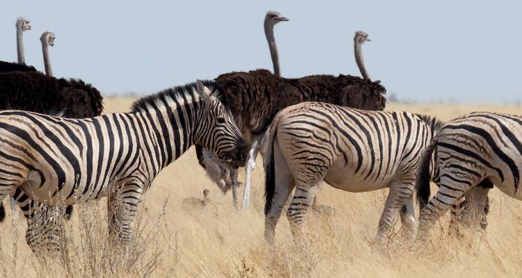 Zebras und Strauße grasen auf einer offenen Graslandschaft.