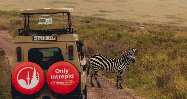 Véhicule de safari dépassant un zèbre traversant le chemin dans la savane.