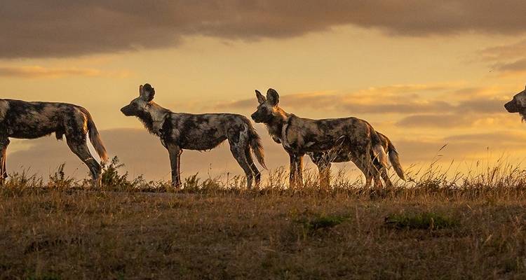 Manada de licaones caminando en las praderas al atardecer.