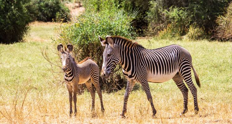 L'expérience de l'Okavango (8 destinations) - Intrepid Travel 10