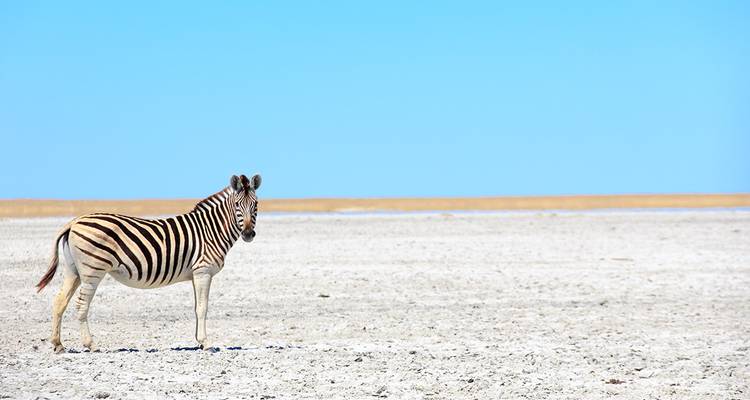 Cebra de pie, sola, en una inmensa salina blanca.