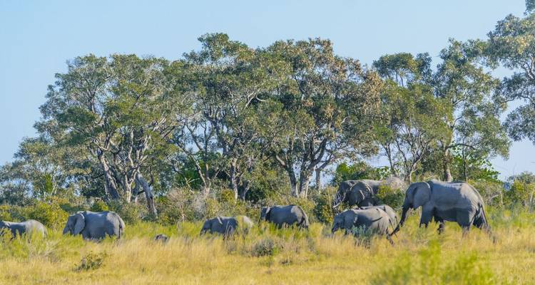 Elefantes caminando por una sabana con árboles al fondo.