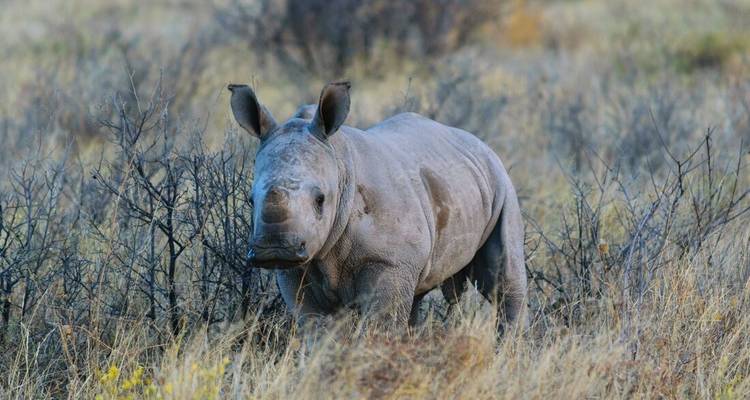 Okavango et au-delà (16 destinations) - Intrepid Travel 6