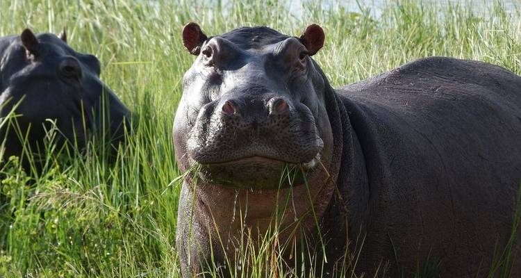 Okavango et au-delà (16 destinations) - Intrepid Travel 7