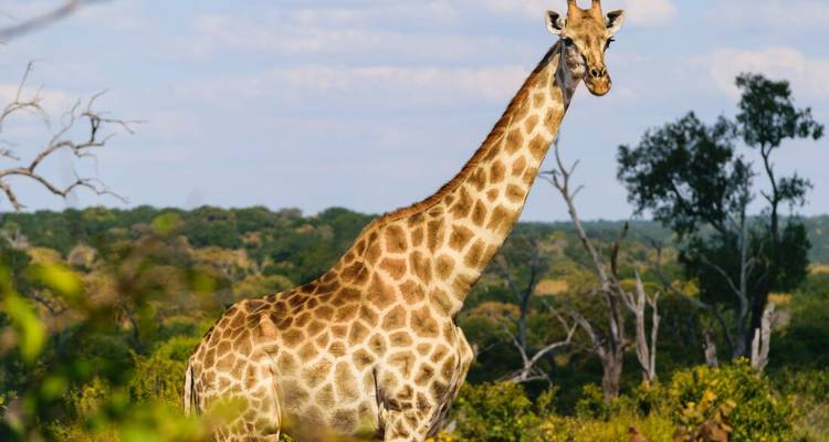 Girafe debout dans un paysage de savane.