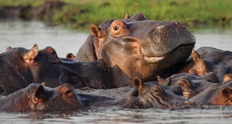 Gros plan d'un groupe d'hippopotames dans l'eau.