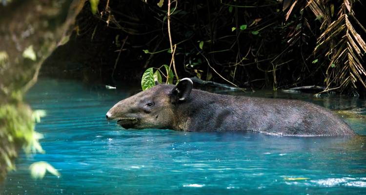 Un tapir vadeando a través de un río turquesa en la selva.