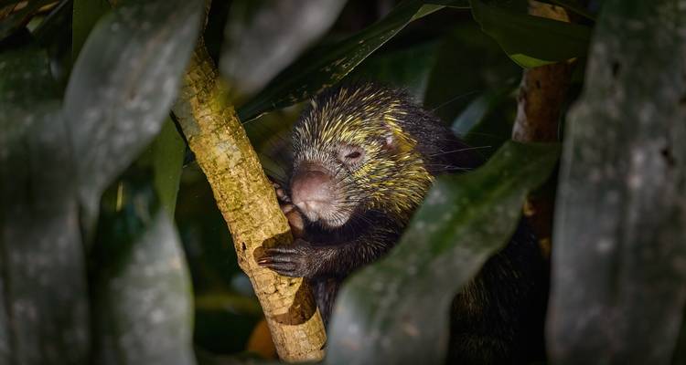 Primer plano de un puercoespín de cola prensil agarrado a una rama en el sotobosque oscuro de la selva tropical.