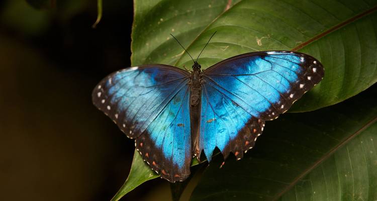 Una vibrante mariposa morfo azul descansa con las alas abiertas sobre una amplia hoja verde.