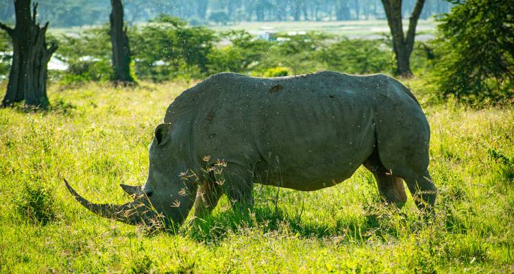 5 DAYS TANZANIA WILDLIFE SAFARI AND CULTURAL TOUR - Sed Adventures Tours and Safaris 2