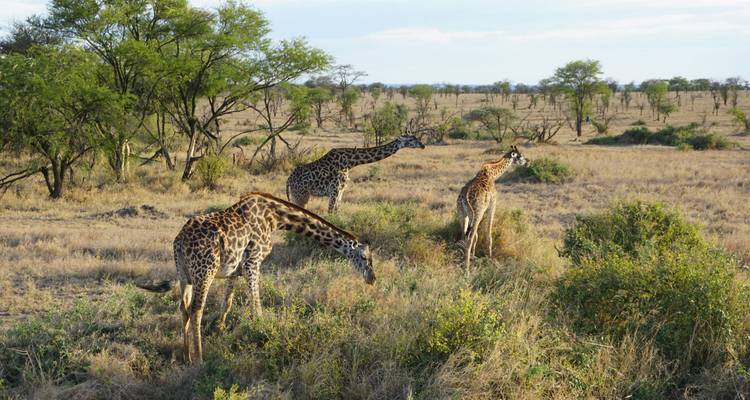 5 DAYS TANZANIA WILDLIFE SAFARI AND CULTURAL TOUR - Sed Adventures Tours and Safaris 5