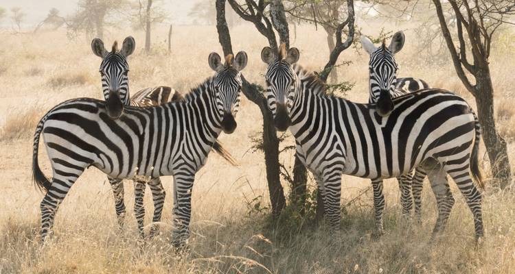 Gruppe von Zebras, die unter Bäumen auf einer grasbewachsenen Wiese stehen.