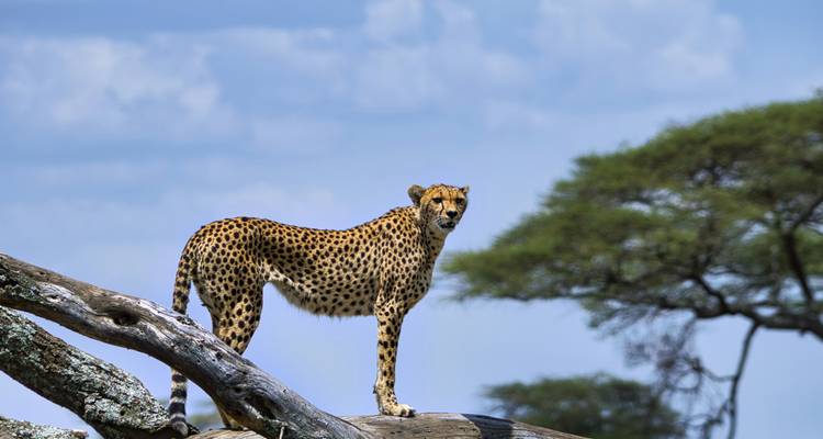 Gepard, der auf einem umgestürzten Baum steht, mit blauem Himmel im Hintergrund.